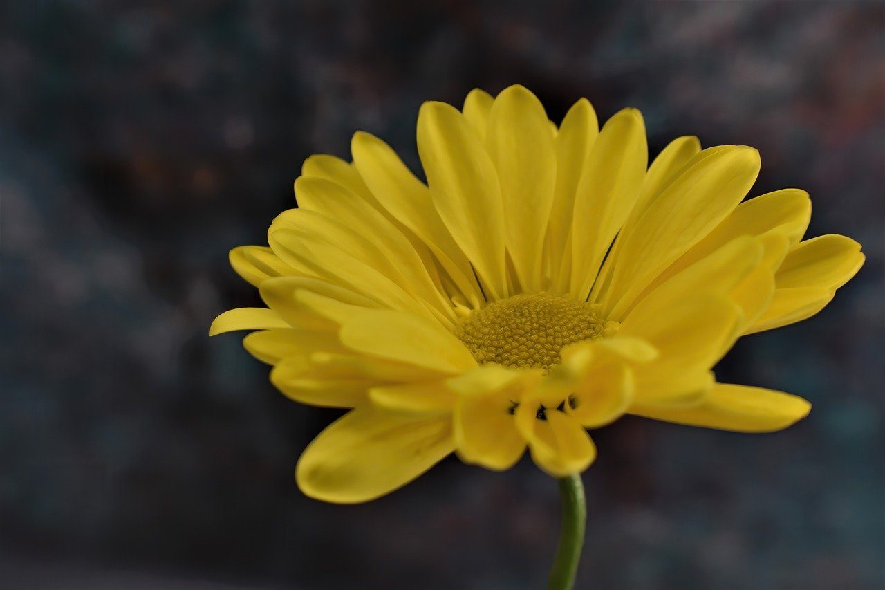 daisy, flower, plant-7581239.jpg