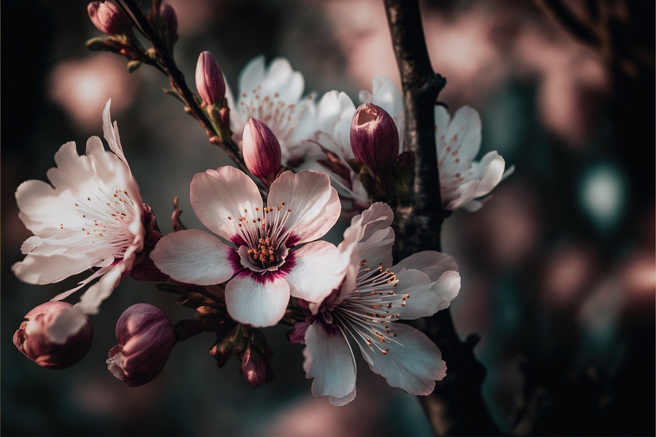 flower, cherry blossom, sakura-7718952.jpg